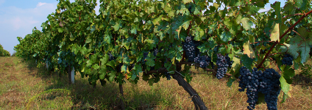 Weingut Gutsidis
