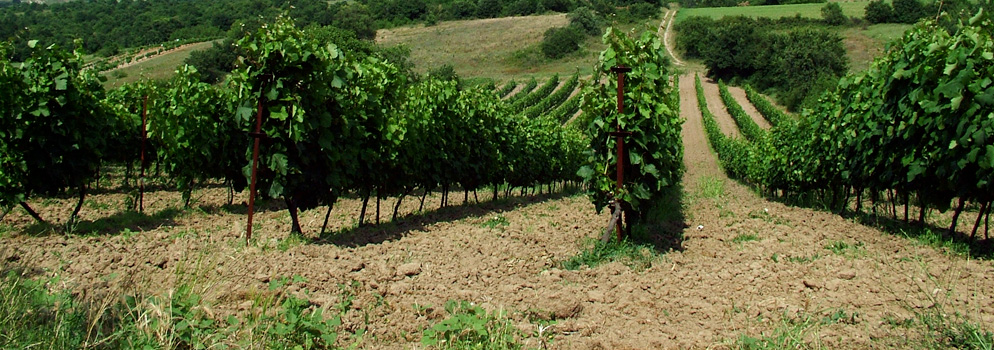 Weingut Gutsidis