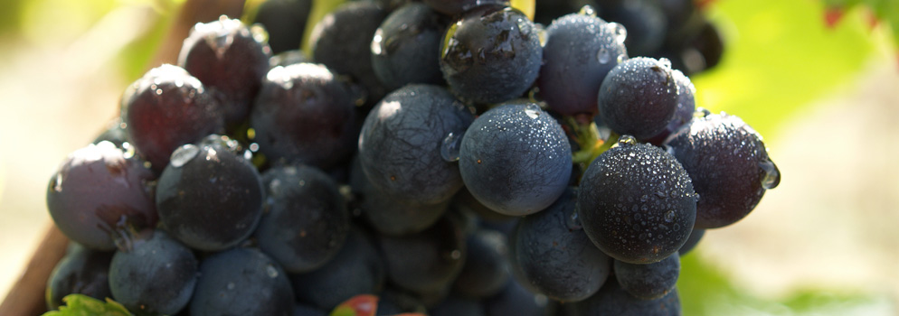 Weingut Gutsidis