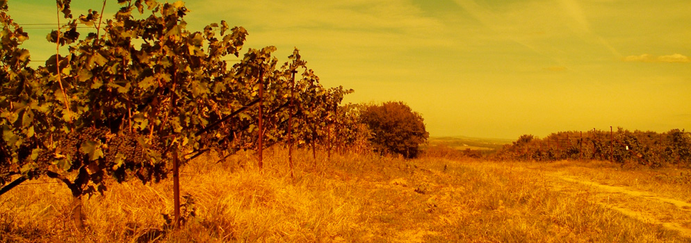 Weingut Gutsidis